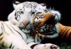 Тигр — описание, ареал, подвиды, питание, поведение и размножение