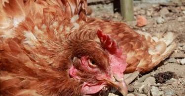 The chickens wheeze.  Why do chickens wheeze?  Analysis of the main causes and methods of eliminating wheezing in chickens Chickens wheeze and open their mouths treatment