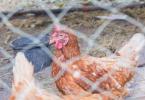What to do if chickens do not lay eggs - folk remedy