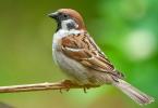 Aké druhy vtákov existujú: ich mená a popisy Mená vtákov