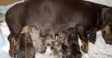 Feeding and caring for a dachshund puppy