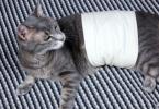 Možné problémy a tipy na starostlivosť o mačku po sterilizácii