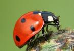 Scientists have uncovered the mystery of ladybug folding wings