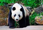 Where do pandas live? Where does a panda live on the map?