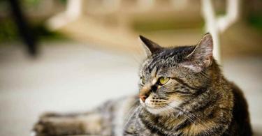 What to do if your cat stops going to the litter box?