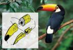Toucan bird: habitat, photo and description How long do toucans live