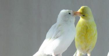 Canary lifestyle and habitat