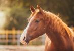 Nicknames for horses: beautiful and famous names What is the name of the horse