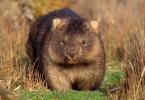 Where does the wombat live and how does it reproduce?