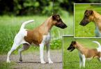 Fox Terrier - history, choosing a puppy, care and feeding All about the Smooth Fox Terrier breed