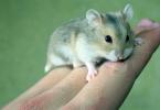 What is the difference between a Campbell hamster and a Djungarian hamster?