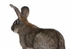 Plemená králikov: popis a foto