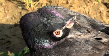 Choroby holubov: typy chorôb a ako ich liečiť