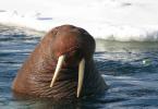 Animal walrus: description, pictures, photos, videos, baby walrus