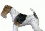 Fox Terrier dog: description, external standard, care Why is it called that