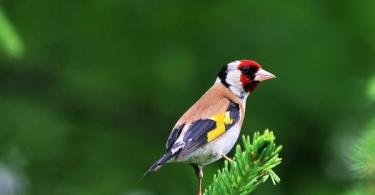 Common redstart bird: description with photos, interesting facts, video, listen to redstart singing