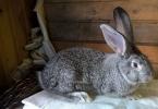 Zriedkavé mäsové plemená králikov: plemenné znaky