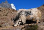 Lhasa Apso, the sacred dog of Tibetan monks Reproduction and mating season of bulls