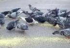 Čím kŕmiť holuby v parkoch a na námestiach, aby sme im neublížili?