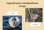 Description and list of migratory birds: who does not stay for the winter Which birds are migratory