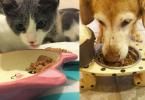 Can cats be given dog food: everything the owner needs to know