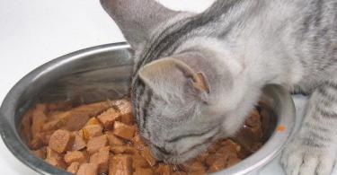 Правильное кормление кошек натуральной пищей: как и чем кормить