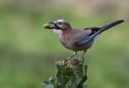 Forest bird jay: photo and description, behavioral features
