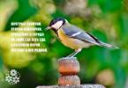 Básničky o sýkorkách a kŕmidlách Frisky sýkorky sú chytré vtáky