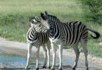 Exotic, striped, or Where do zebras live?