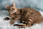 Cats of all breeds with photographs, names and character traits