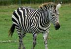 Zebra: where it lives, what it eats, features and interesting facts