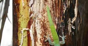 Gecko lizard: photo and description, habitat, care and feeding at home, incredible facts Black gecko
