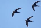 How to care for, feed and, most importantly, release swifts into the wild