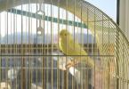 House canary How to keep canaries
