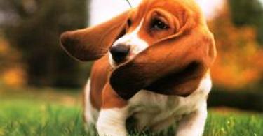 All about the Basset Hound dog breed Basset cat
