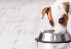 The best dry dog ​​food: reviews from veterinarians
