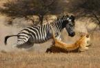 Kde žije zebra: pruhované fakty Zebry žijú v savane