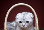 British kitten weight by month and breed standard Kitten weight at 4 months
