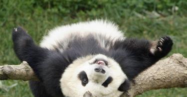 Description and photo of a giant panda