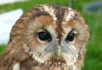How do owls live and what do they eat?