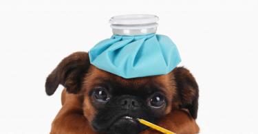 Aké sú príznaky červov u psov a ako liečiť helmintiázy psov?
