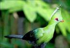 Vták Turaco: popis a druhy požieračov banánov