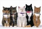 All breeds of domestic cats and male cats with photographs and names: photo, character description