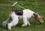 Smooth Fox Terrier: description of the breed and character