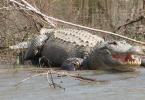 Alligators (lat. Alligator).  Alligator animal.  Alligator lifestyle and habitat Pictured is an alligator with a baby