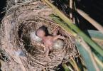 Why do cuckoos lay their eggs in the nests of other birds?