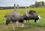 Ostrich secrets or all the secrets of the largest bird Interesting facts about ostriches