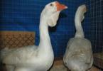The largest meat breeds of geese for breeding at home