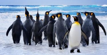 Tučniaky (lat. Sphenisсidae). ﻿ Fotka tučniaka, anatómia, životný štýl, lokalita Popis zvieraťa tučniaka pre deti od 4 rokov
