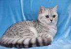 Благородные беспородные: кто такие кошки-метисы Кот смесь британца и перса фотографии